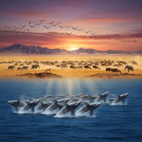 《自然界大迁徙》