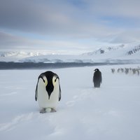 《帝企鹅日记》