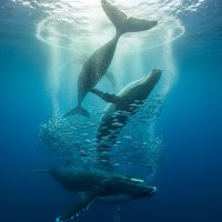 《座头鲸揭秘》 